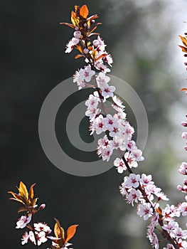 the blooming Prunus cerasifera
