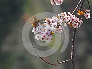 the blooming Prunus cerasifera