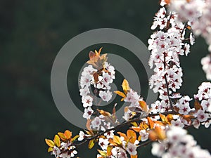 the blooming Prunus cerasifera