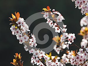 the blooming Prunus cerasifera