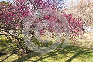 Blooming Prunus mume Beni-chidori Tree