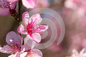 Blooming Prunus persica tree in the garden.