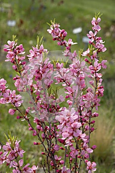 Blooming Prunus tenella speciosa in a garden