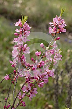 Blooming Prunus tenella speciosa in a garden
