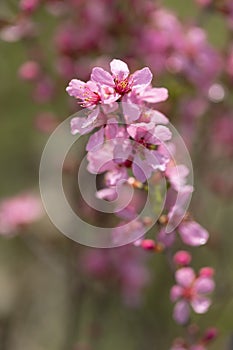 Blooming Prunus tenella speciosa in a garden