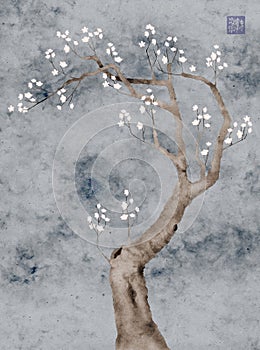 Blooming prunus tree