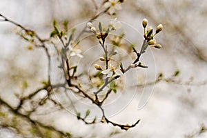 Blooming prunus tree