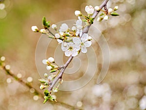 Blooming prunus tree