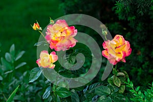 Blooming Pullman Orient Express roses in the garden photo