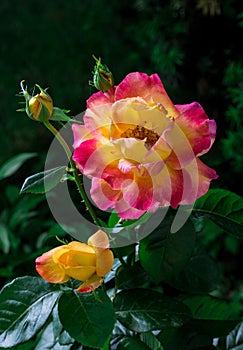 Blooming Pullman Orient Express roses in the garden