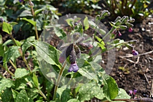 Blooming pulmonaria flower