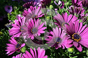 Blooming purple African daisy