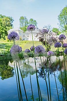 Blooming purple allium flowers in garden