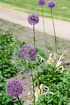 Blooming purple Allium plants or ornamental onions in garden bed in spring time on sunny day