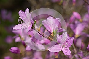 Blooming purple Azalea, a member of the genus Rhododendron, shrub flowers