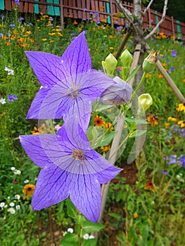 Blooming purple Balloon flowers in the park