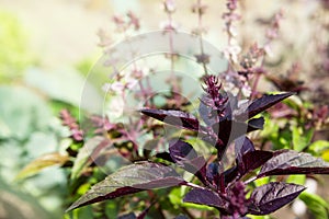 Blooming purple basil is illuminated by the sun.