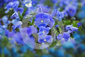 Blooming purple and blue pansies, close up