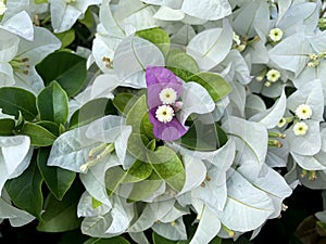 Blooming purple bougainvillea encircle with white bougainvillea flowers, background or wallpaper