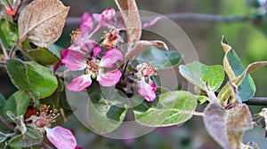 Blooming purple branch of an apple tree in summer sunny weather close-up. Slow motion. Daylight