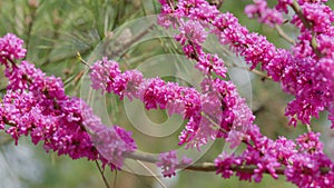 Blooming Purple Cercis Siliquastrum. Mature Branch. Spring Blossom Background. Close up.