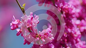 Blooming Purple Cercis Siliquastrum. Mature Branch. Spring Blossom Background. Close up.