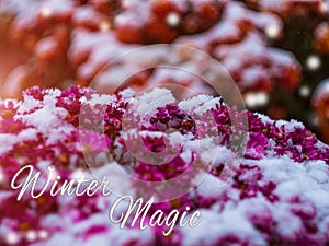 Blooming purple chrysanthemum flowers with fresh white snow. Frozen flowers with frost in the garden. Wintry wallpaper