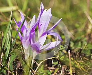 Blooming purple colchicum autumnale macro on natural background.