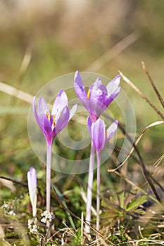 Blooming purple colchicum autumnale on natural background.Violet photo