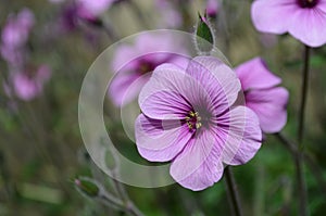 Blooming Purple Cranesbill Geranium Flower Blossom