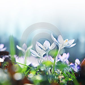 Blooming purple crocus flowers in a soft focus on a sunny spring day