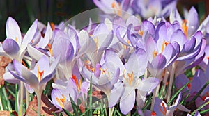 Blooming purple crocus flowers in a soft focus on a sunny spring day