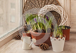 Purple crocus in a pot on the window