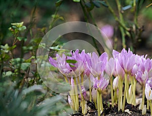 Blooming purple crocuses in the garden, close up