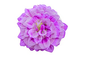 Blooming purple Dahlia Flower Isolated on white background.