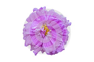 Blooming purple Dahlia Flower Isolated on white background