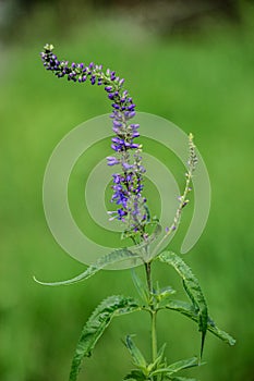 Blooming Purple Field Flower In Green Background. Blue Salvia Salvia Farinacea Flowers In The Meadow. Close Up Of Sage