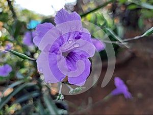 BLOOMING PURPLE FLOWER