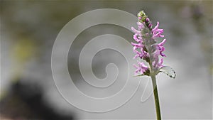 Blooming purple flower, close up