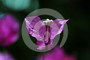 Blooming purple flower close up macro