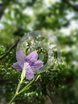 Blooming purple flower in summer garden