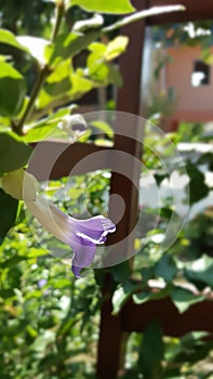 Blooming purple flower under sumlight in summer garden