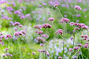 Blooming purple flower Verbena