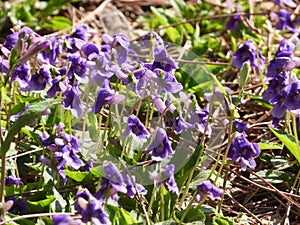 the blooming purple flowers