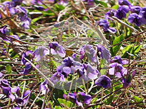 the blooming purple flowers