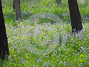 the blooming purple flowers