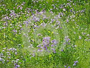 the blooming purple flowers