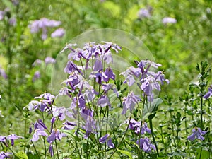 the blooming purple flowers