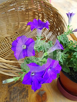 Blooming purple flowers and bamboo basket