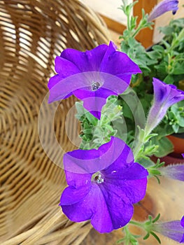 Blooming purple flowers and bamboo basket